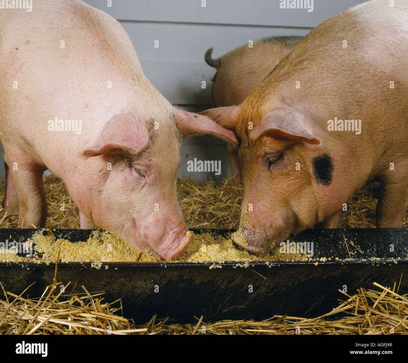 MARKT-HOGS 210 230 LBS LANCASTER COUNTY PENNSYLVANIA Stockfoto