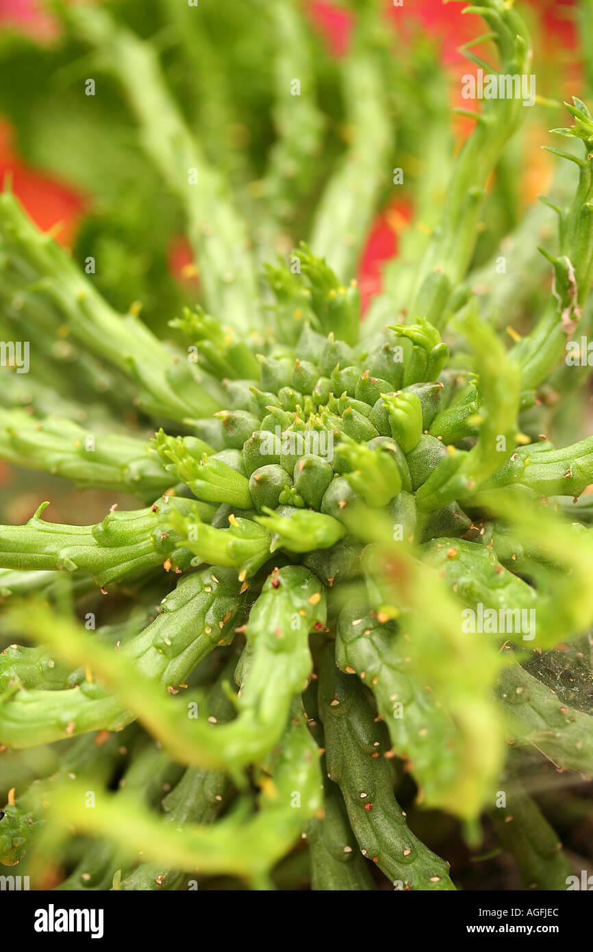 Euphorbia Caput Medusen Stockfoto