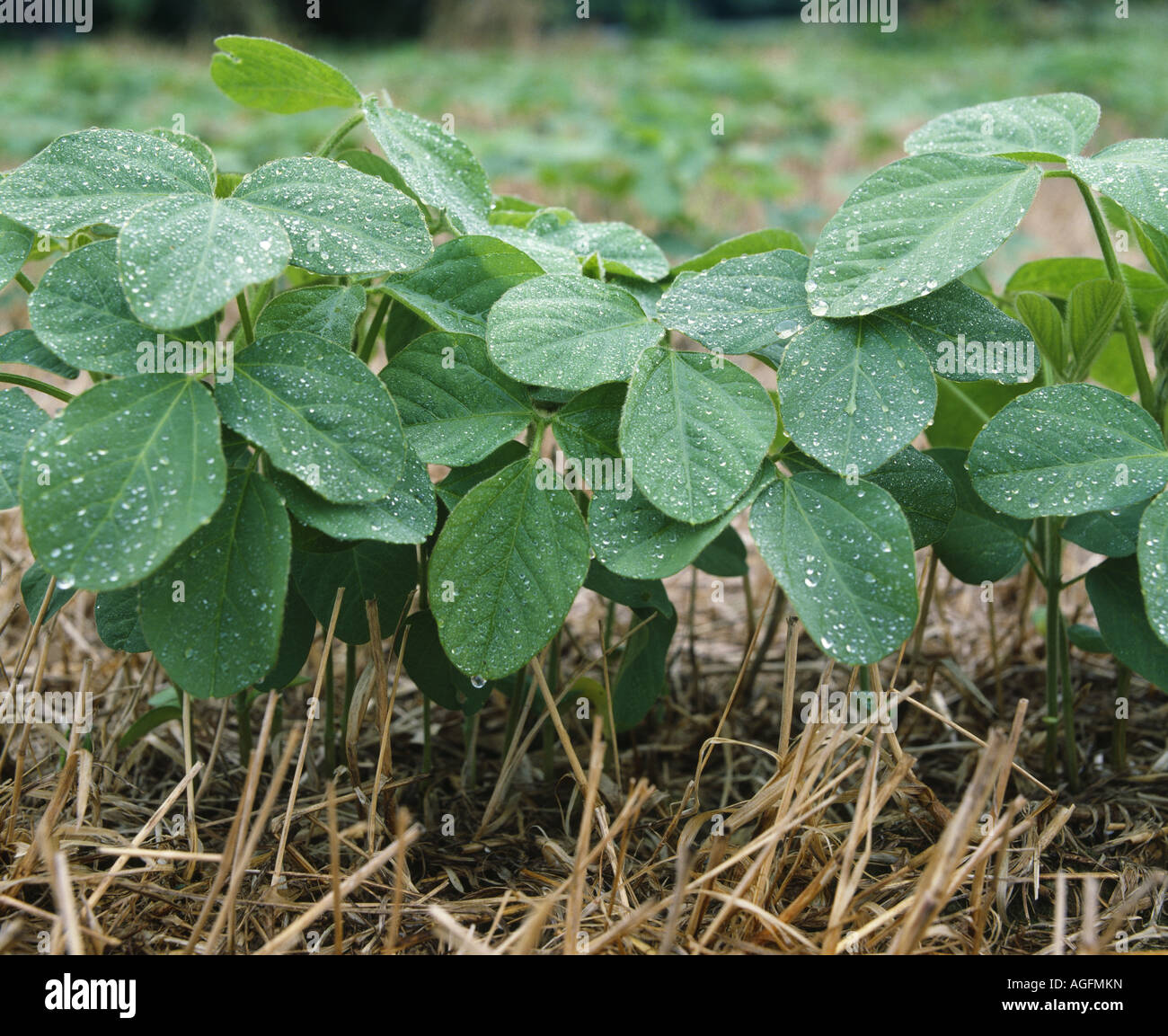 JUNGE NEIN BIS SOJABOHNEN IN KLEINKÖRNIGEN STOPPELN HUNSECKER STRAßE LANCASTER PENNSYLVANIA Stockfoto