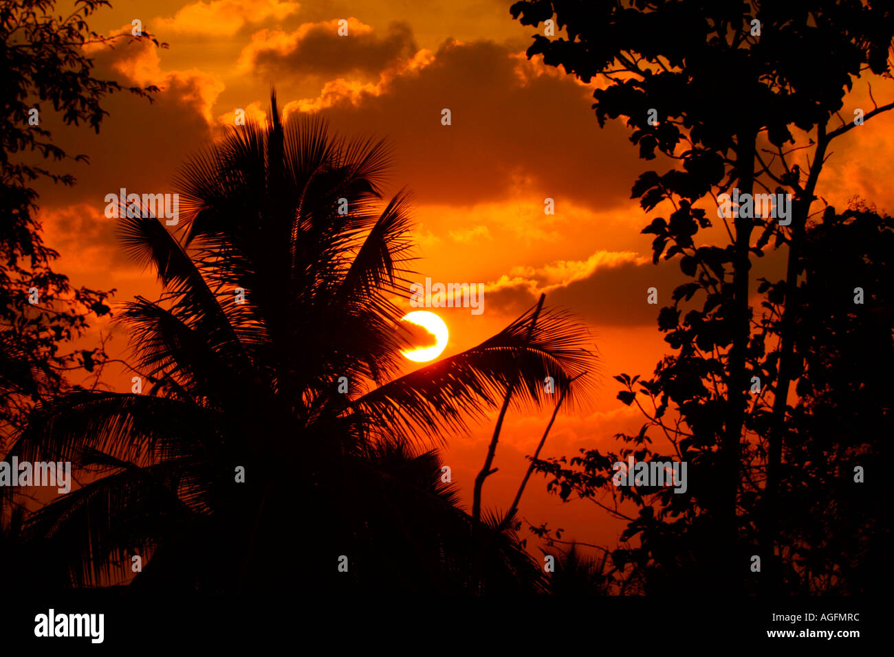Schöne Aussicht auf den Sonnenuntergang zwischen Kokosnuss Blätter und Bäume, Kerala Stockfoto