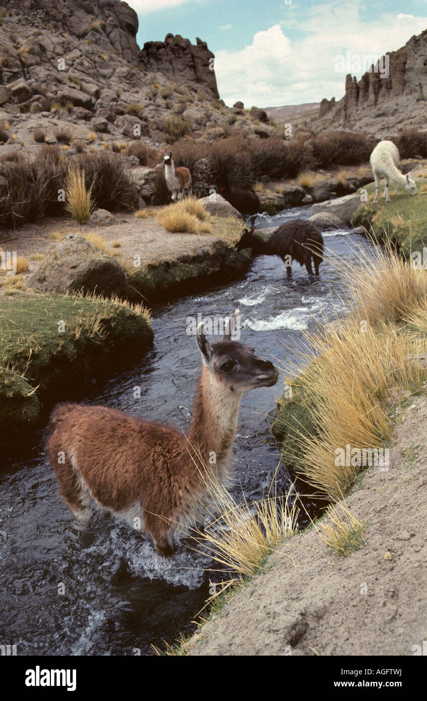 Bolivien, Uyuni, Lamas in Bach in der Nähe von Laguna Colorada Stockfoto