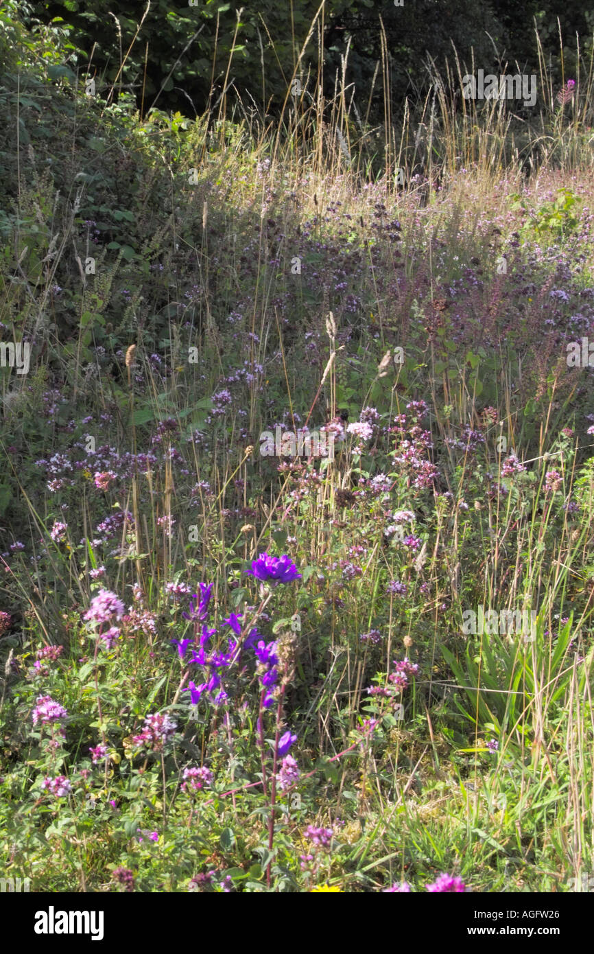 Spät Sommer Wildblumen auf Kreide Grünland an Box Hill Surrey Stockfoto