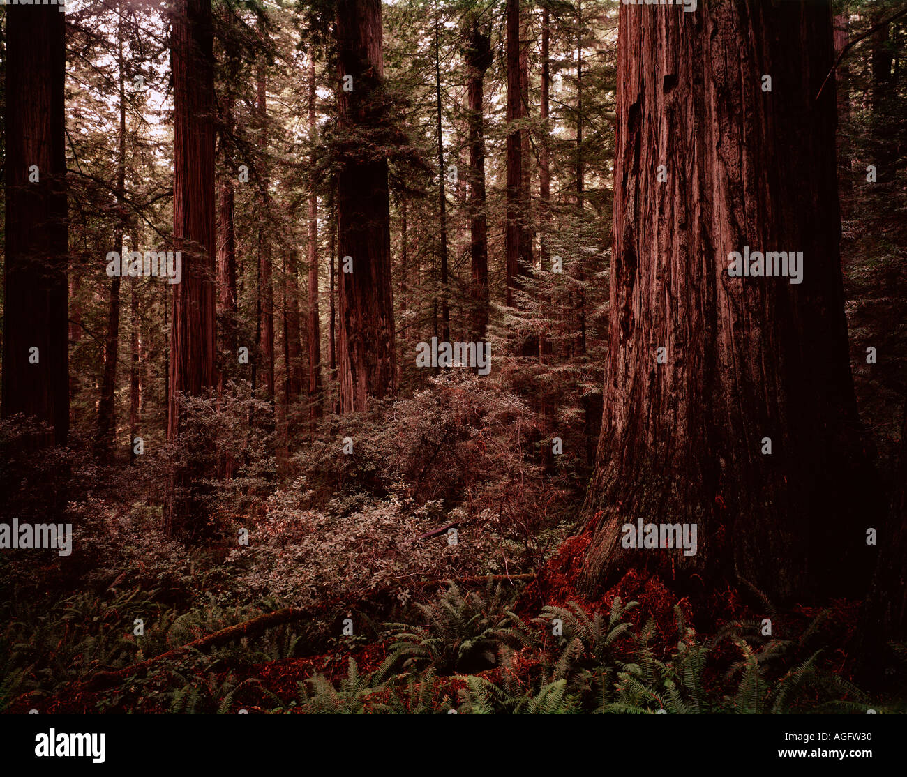Redwood-Nationalpark in Kalifornien zeigt Baumriesen dominiert die Landschaft Stockfoto
