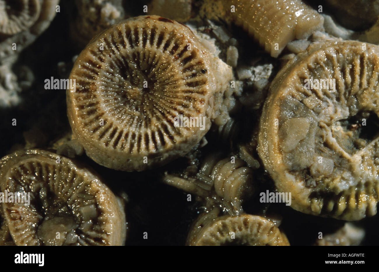 Koralle (Cyathophyllum spec.), Fossil, Schweden, Gotland Stockfoto