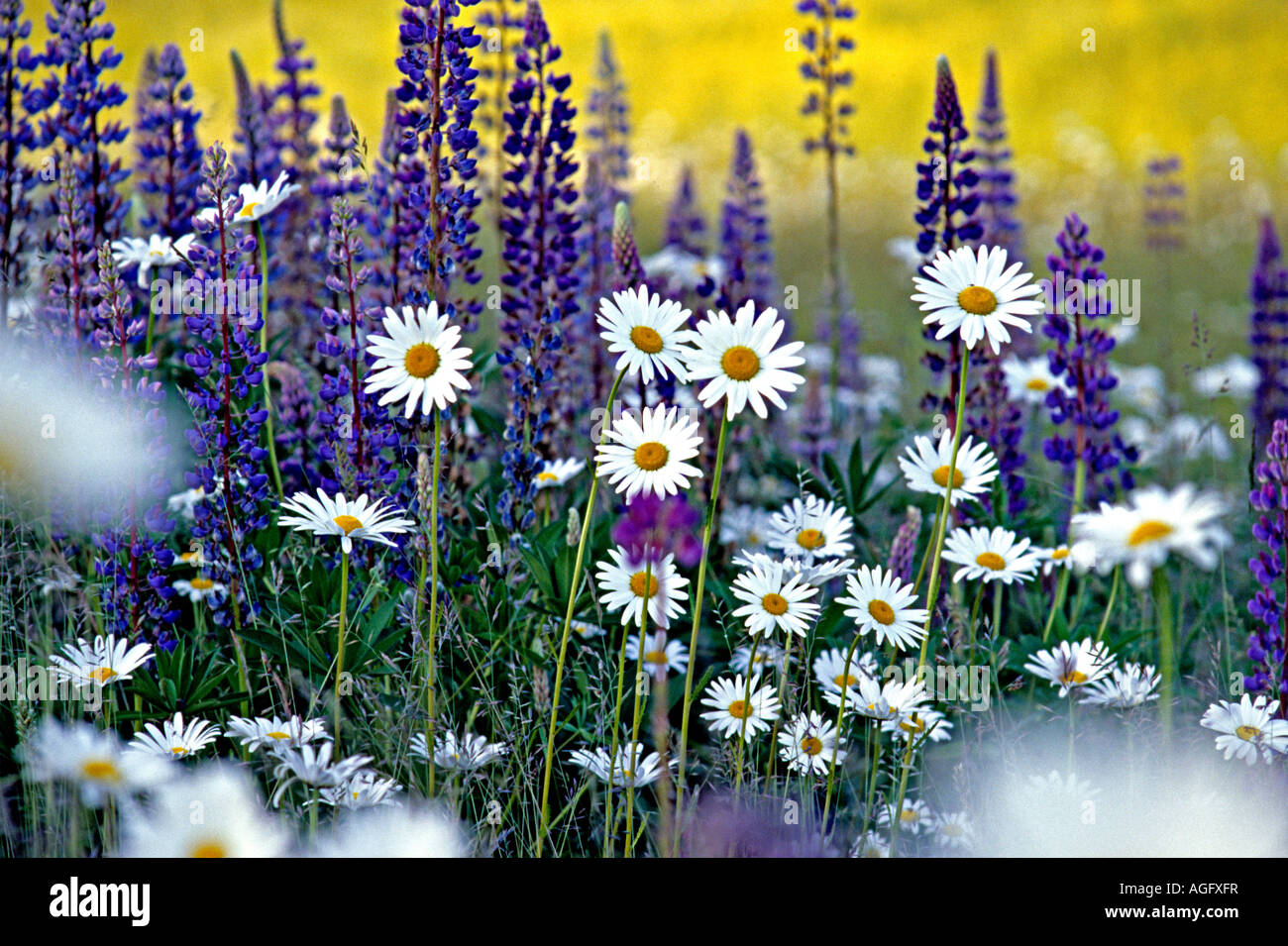 Ochse Auge Daisy Blumen und Lupinen Stockfoto