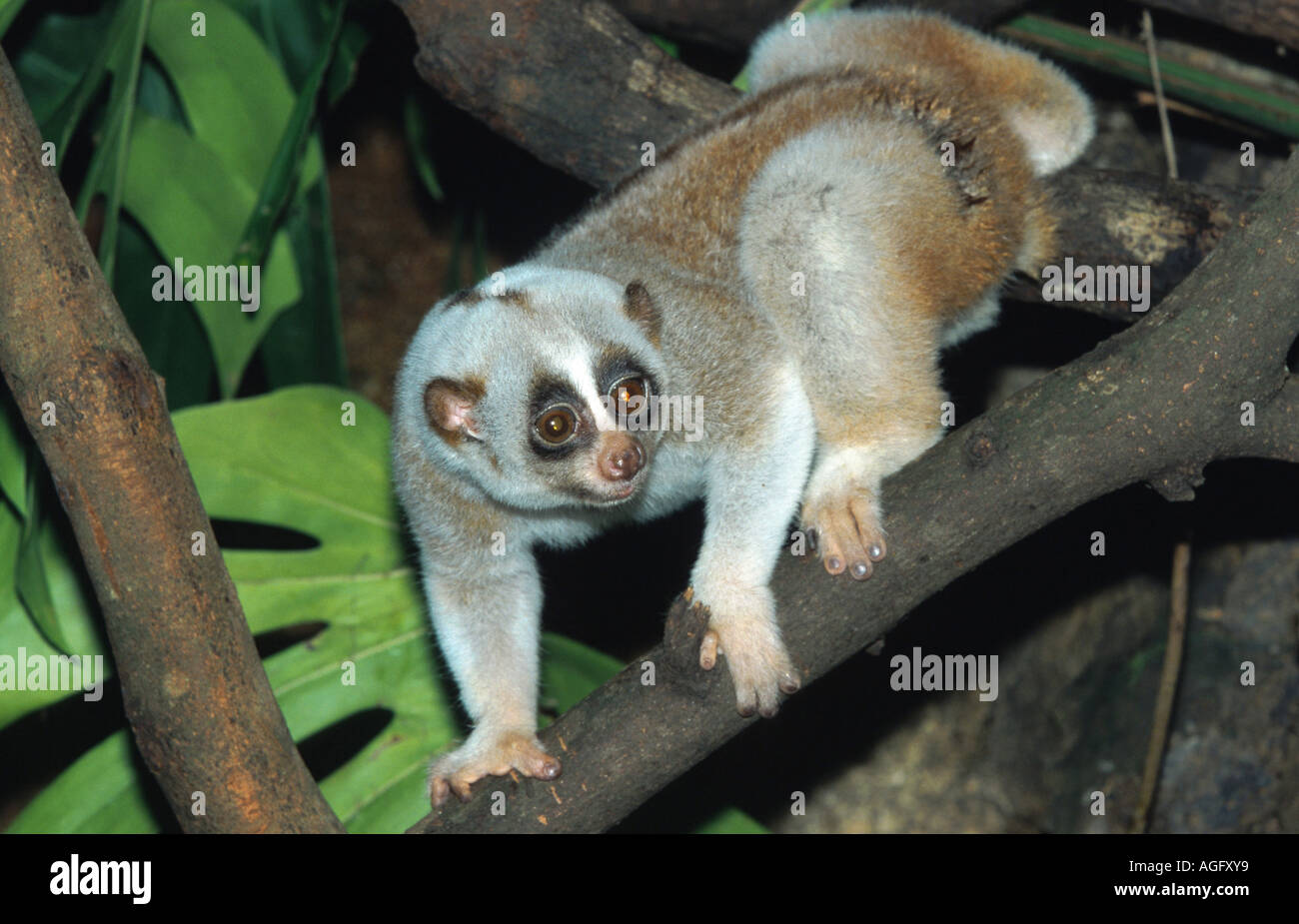 Slow Loris, cu lan (Nycticebus Coucang), auf Zweig, Indonesien, Borneo Stockfoto
