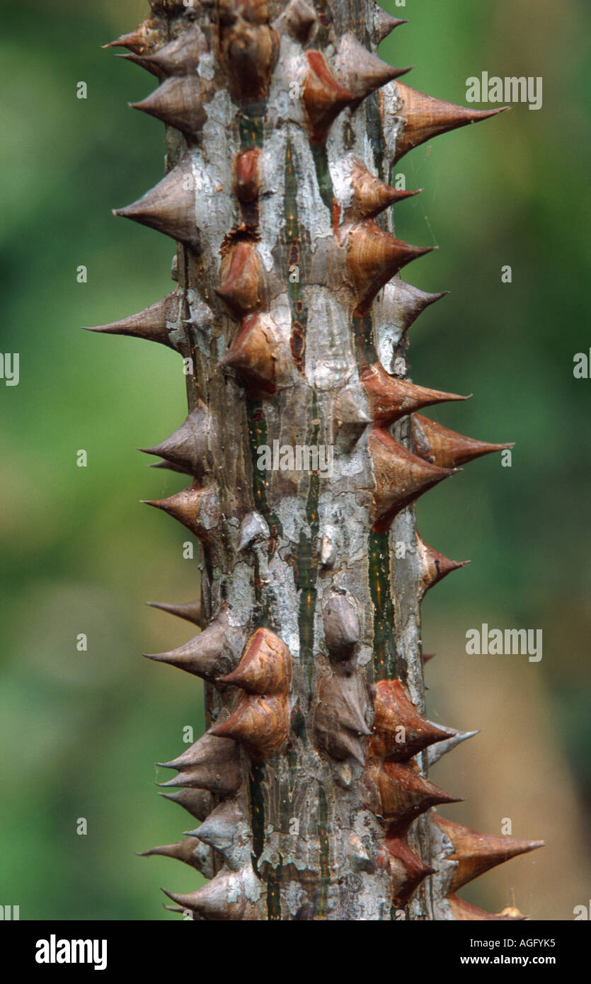 Kapok-Baum (Bombax Ceiba), Stamm mit Dornen, Costa Rica Stockfoto