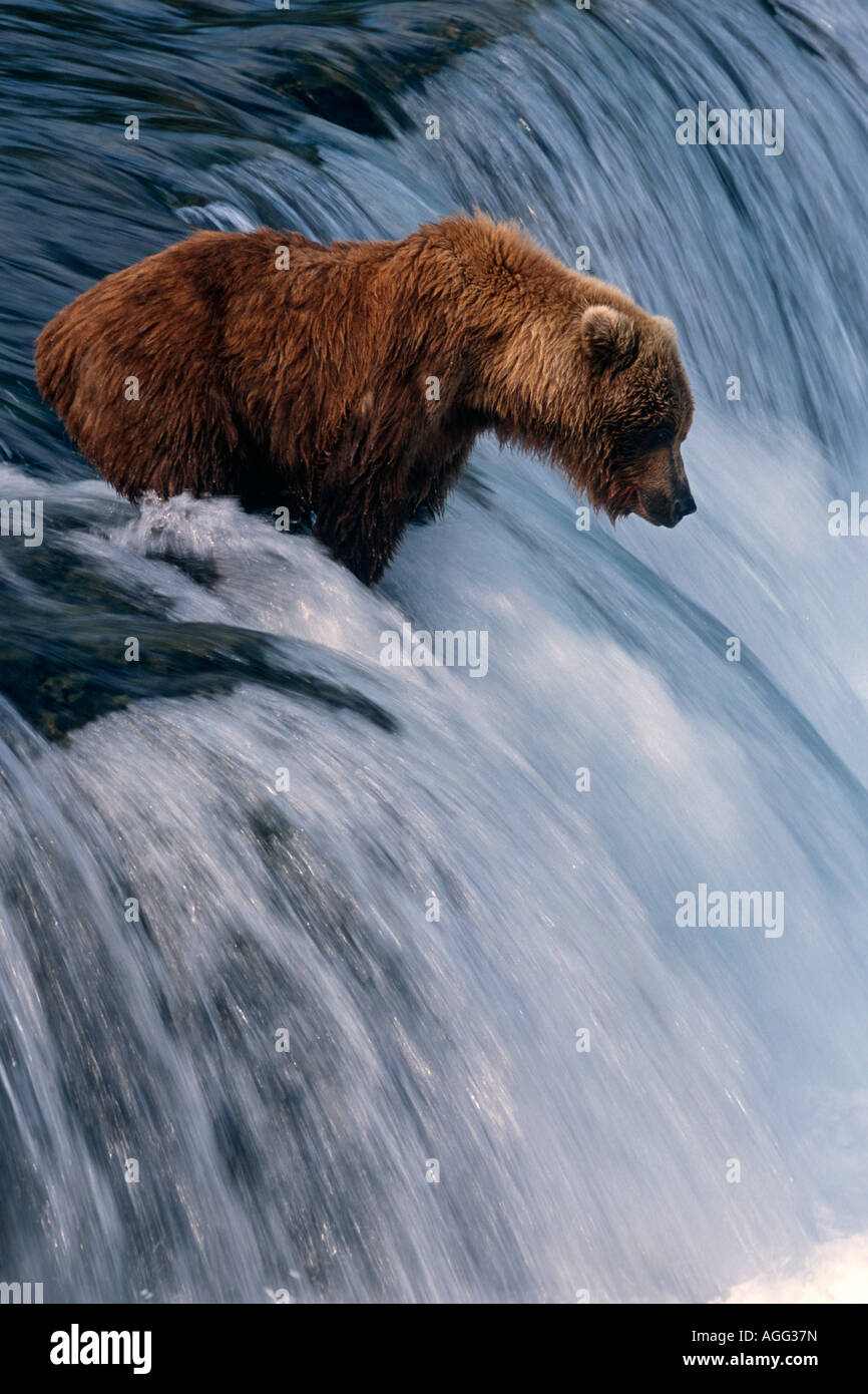 Brauner Bär sitzt wartet auf Lachs oben auf Brooks fällt Katmai Nationalpark Southwest Alaska Sommer Stockfoto