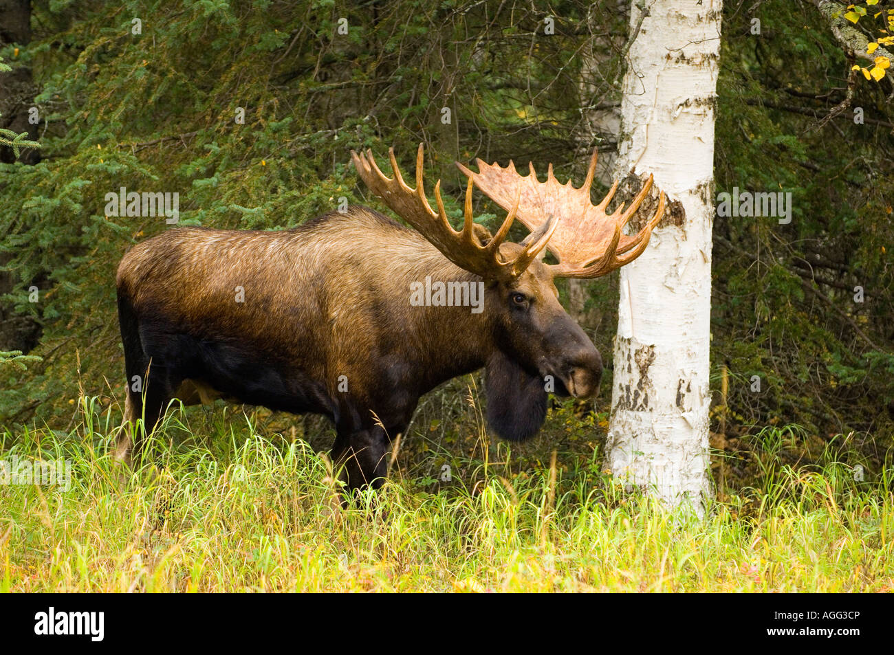 Bull Moose zu Fuß durch Wald Chugach State Park Anchorage Alaska Herbst Stockfoto
