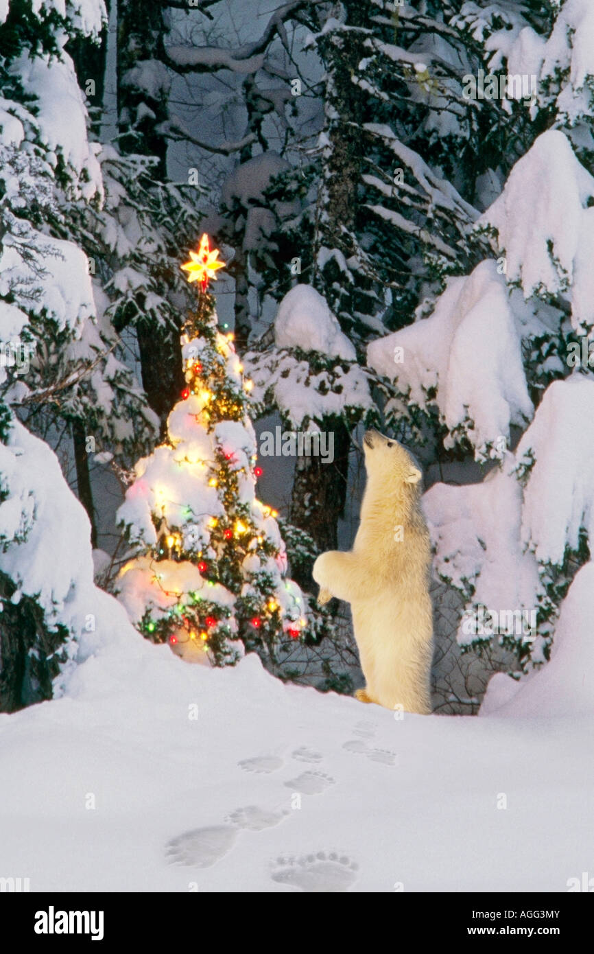 Polar Bear Cub stehen auf Hinterbeinen suchen Sterne am Weihnachtsbaum im Wald Alaska Winter Composite Stockfoto