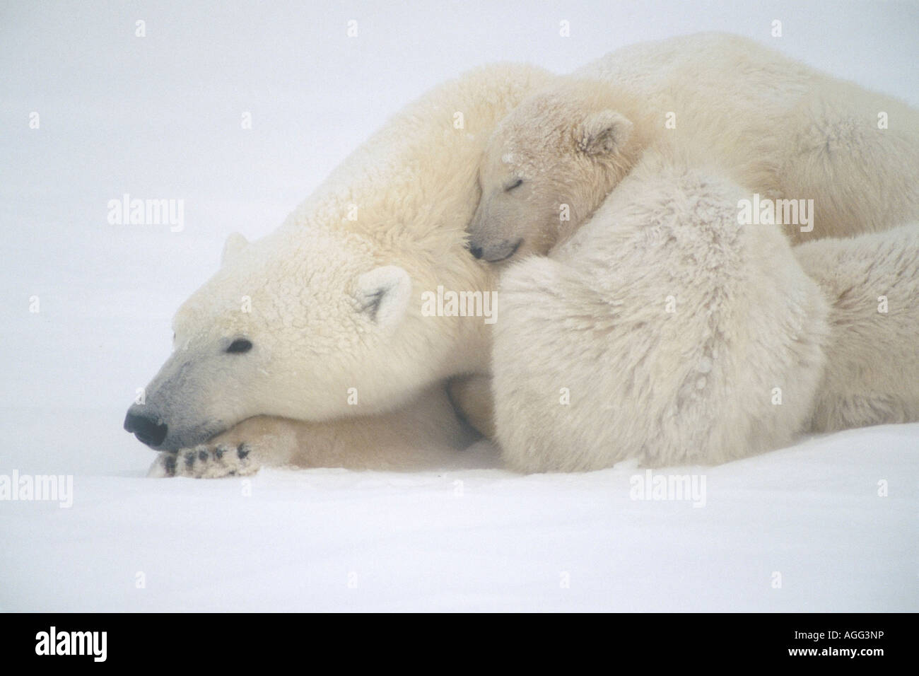 Mutter Polar Bear Cub Huddle im Schnee Sturm Churchill Kanada Winter Stockfoto