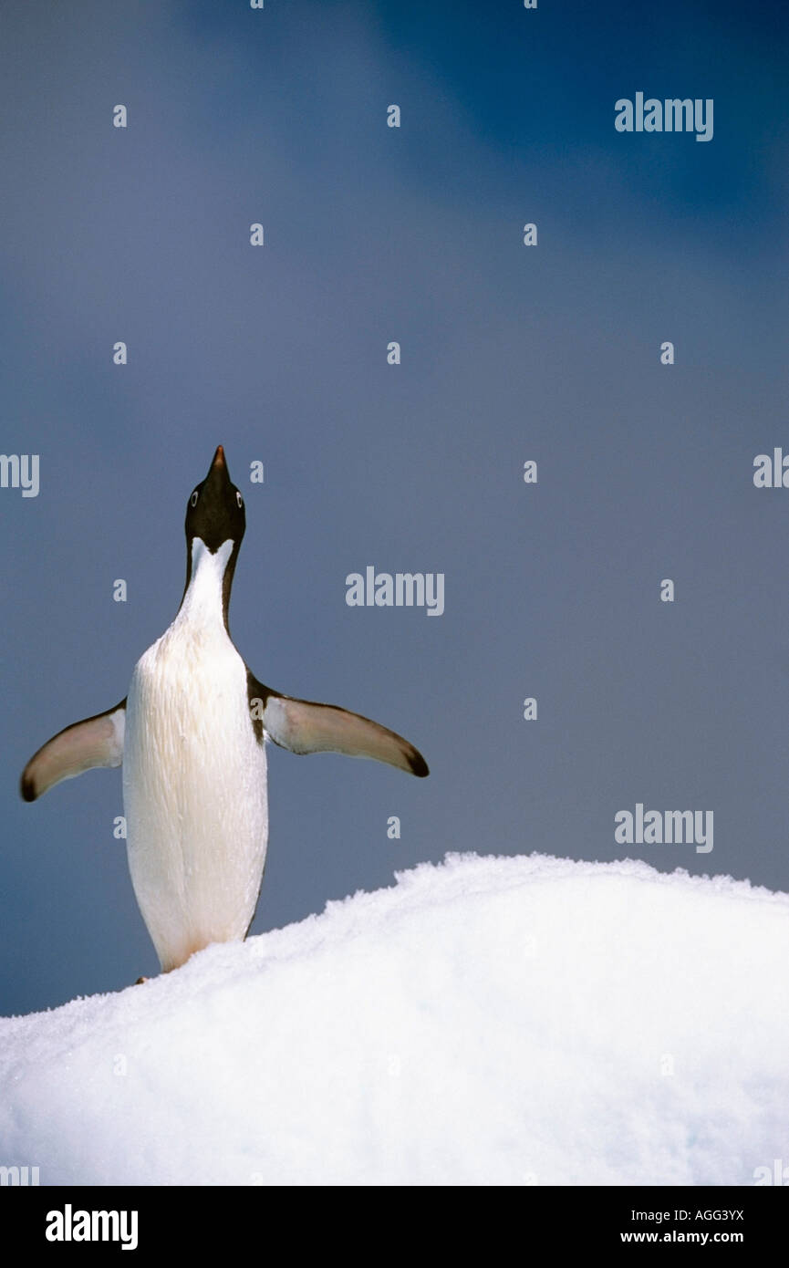 Porträt von einzelnen Adelie Penguin auf Eisberg Südatlantik Antarktis Sommer Stockfoto