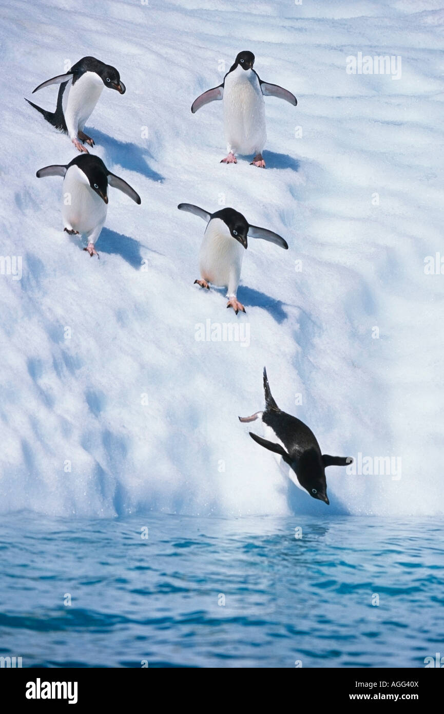 Linie der Adelie-Pinguine Eisberg hinunter South Atlantic Antarktis Sommer Wasser eintauchen, aus Stockfoto