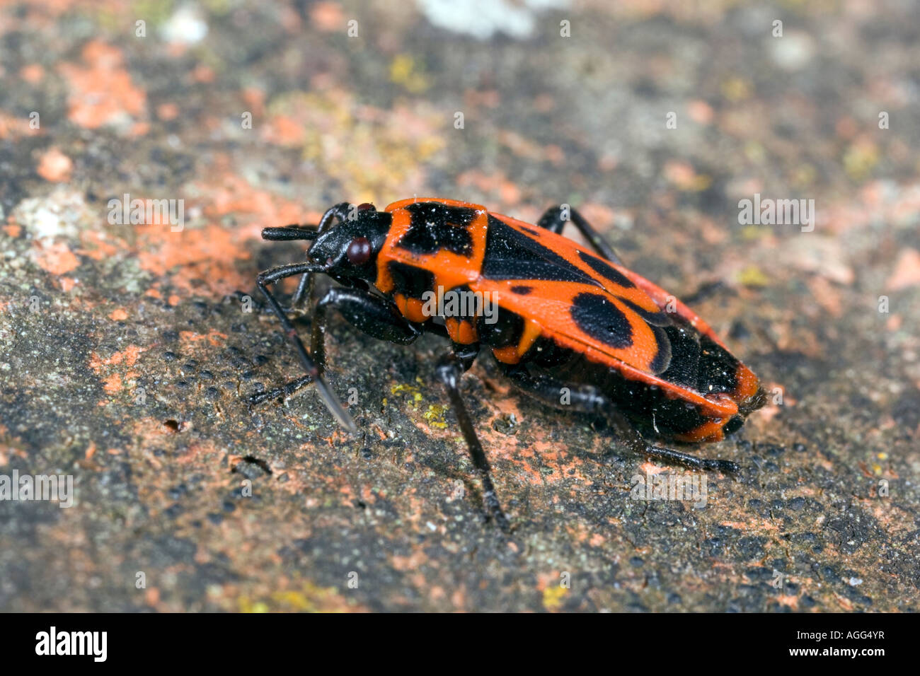Feuer Bug Pyrrhocoris apterus Stockfoto