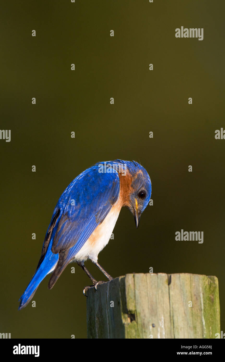 Östlichen Bluebird thront auf einem Pfosten Stockfoto