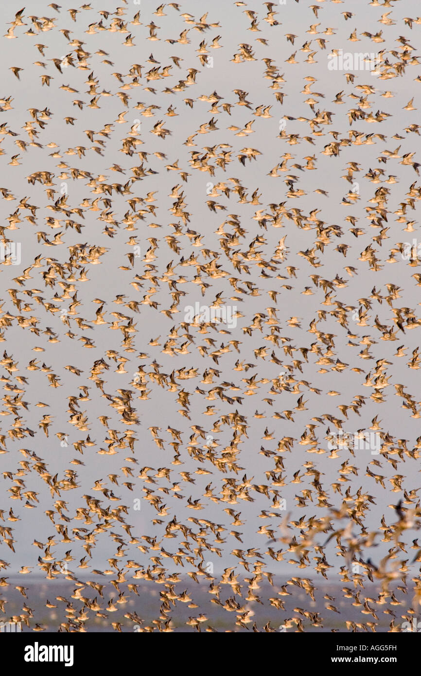Knoten Sie Calidris Canutus Herde im Flug Snettisham Norfolk Stockfoto