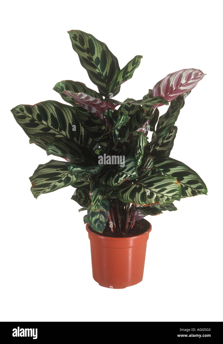 Pfau Pflanze (Calathea Makoyana), Topfpflanze Stockfotografie - Alamy