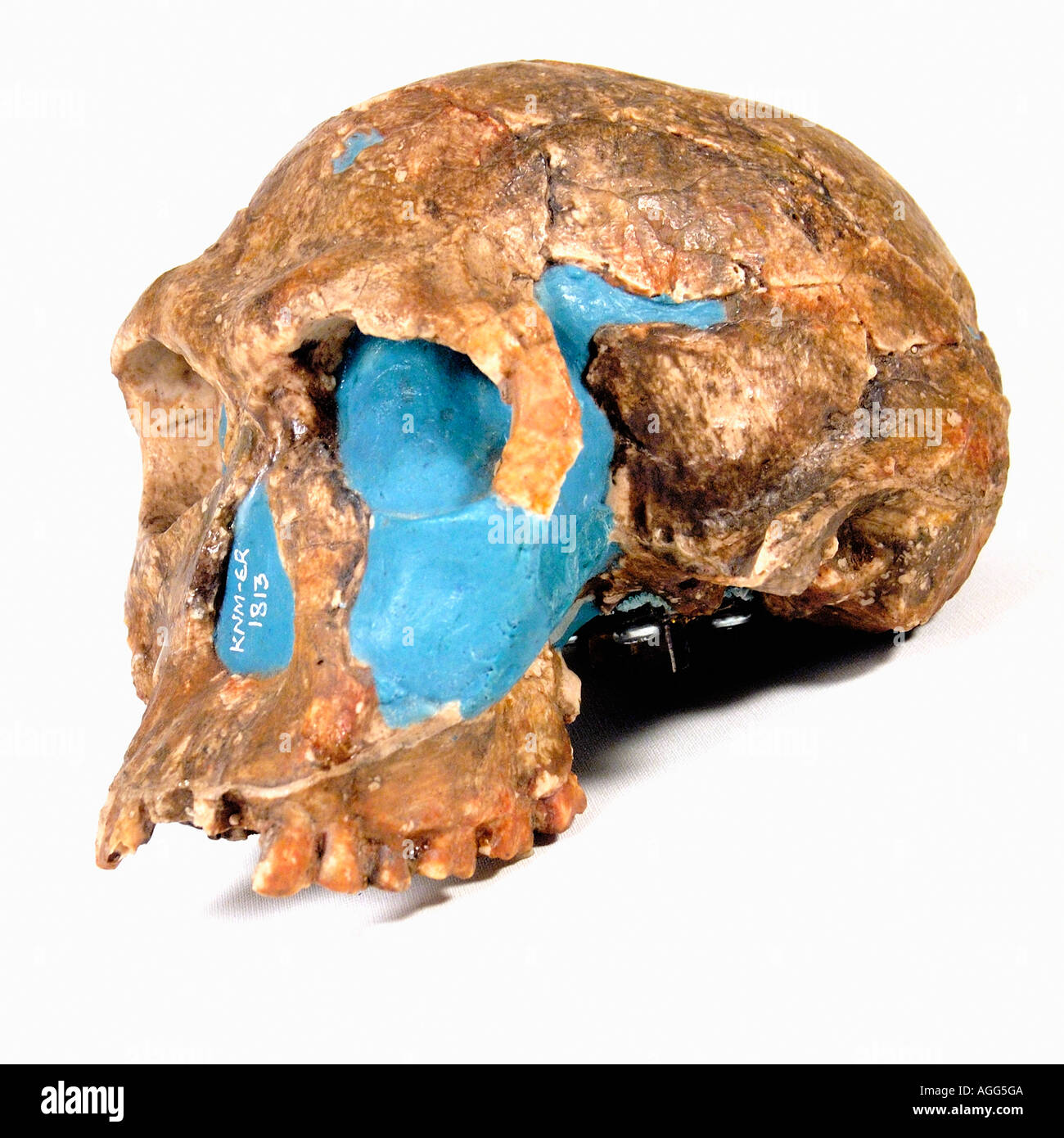 Schädel eines prähistorischen Primaten (Homo Habilis) Stockfoto