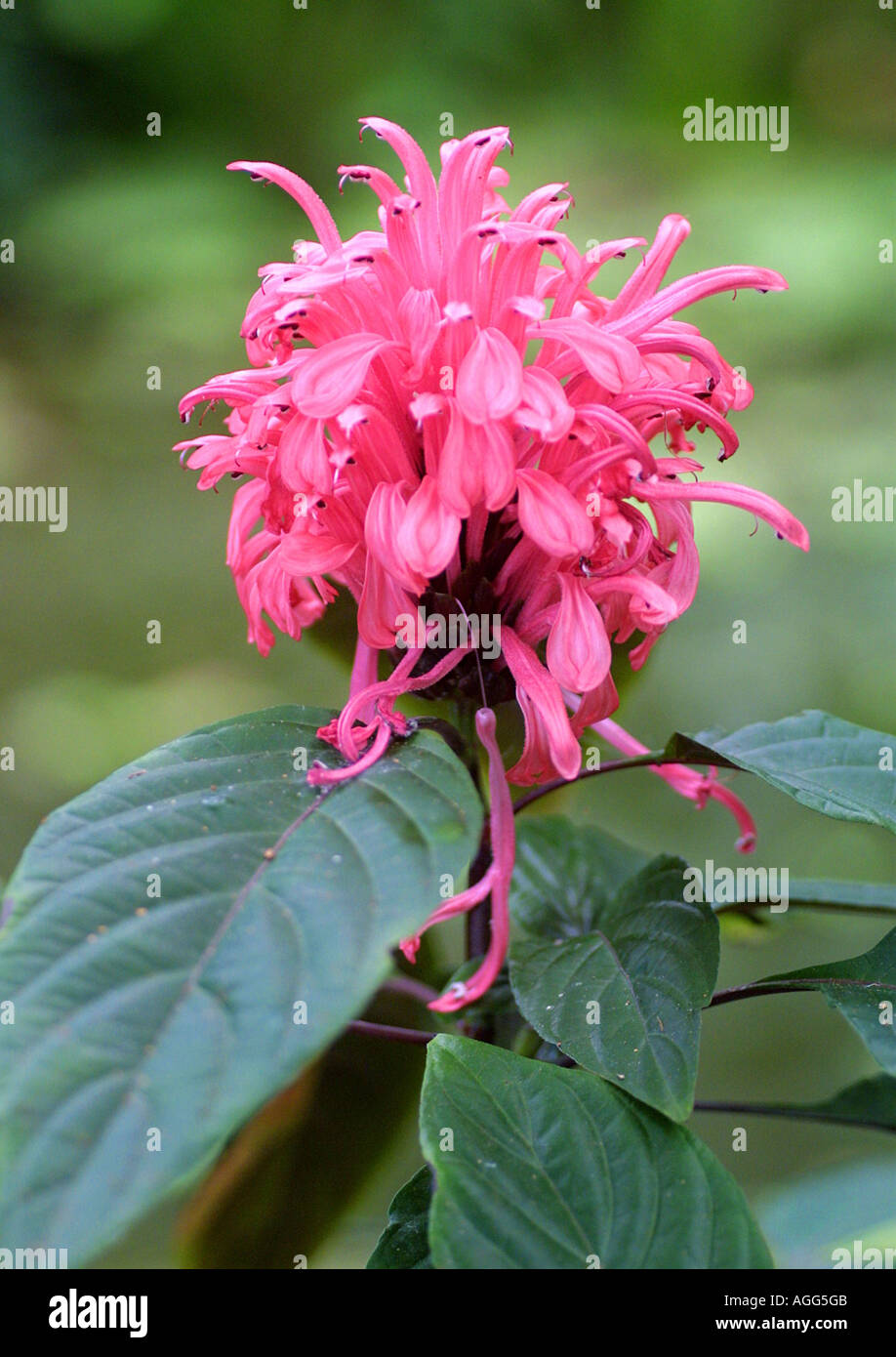 rosa Wolke Blume, rosa Jacobinia, Brasilianische Fahne Blume (Jacobinia  Carnea, Justicia Carnea), blühende Pflanze Stockfotografie - Alamy