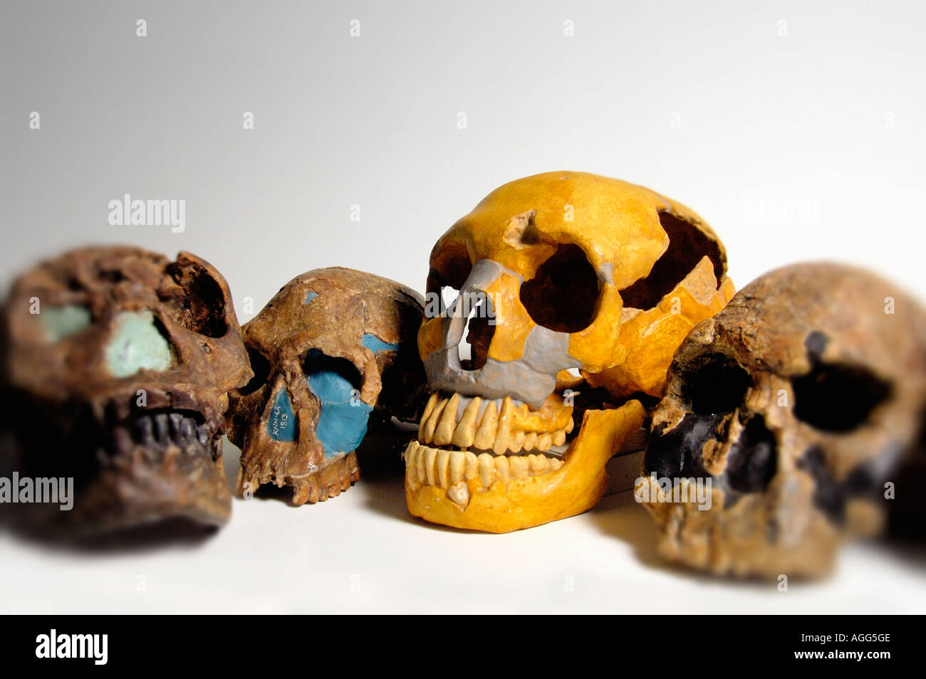 Doppelzweier von prähistorischen Primaten (Homo Erectus, Homo Ergaster, Homo Rudolfensis, Homo Habilis, Homo Neanderthaleusis) Stockfoto
