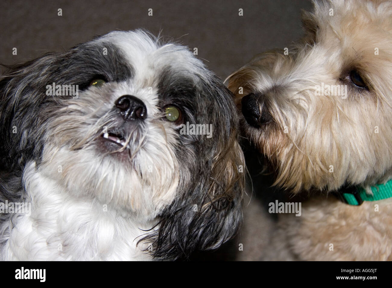 Shih-Tsu und Freundin Soft Coated Wheaten Terrier Stockfoto
