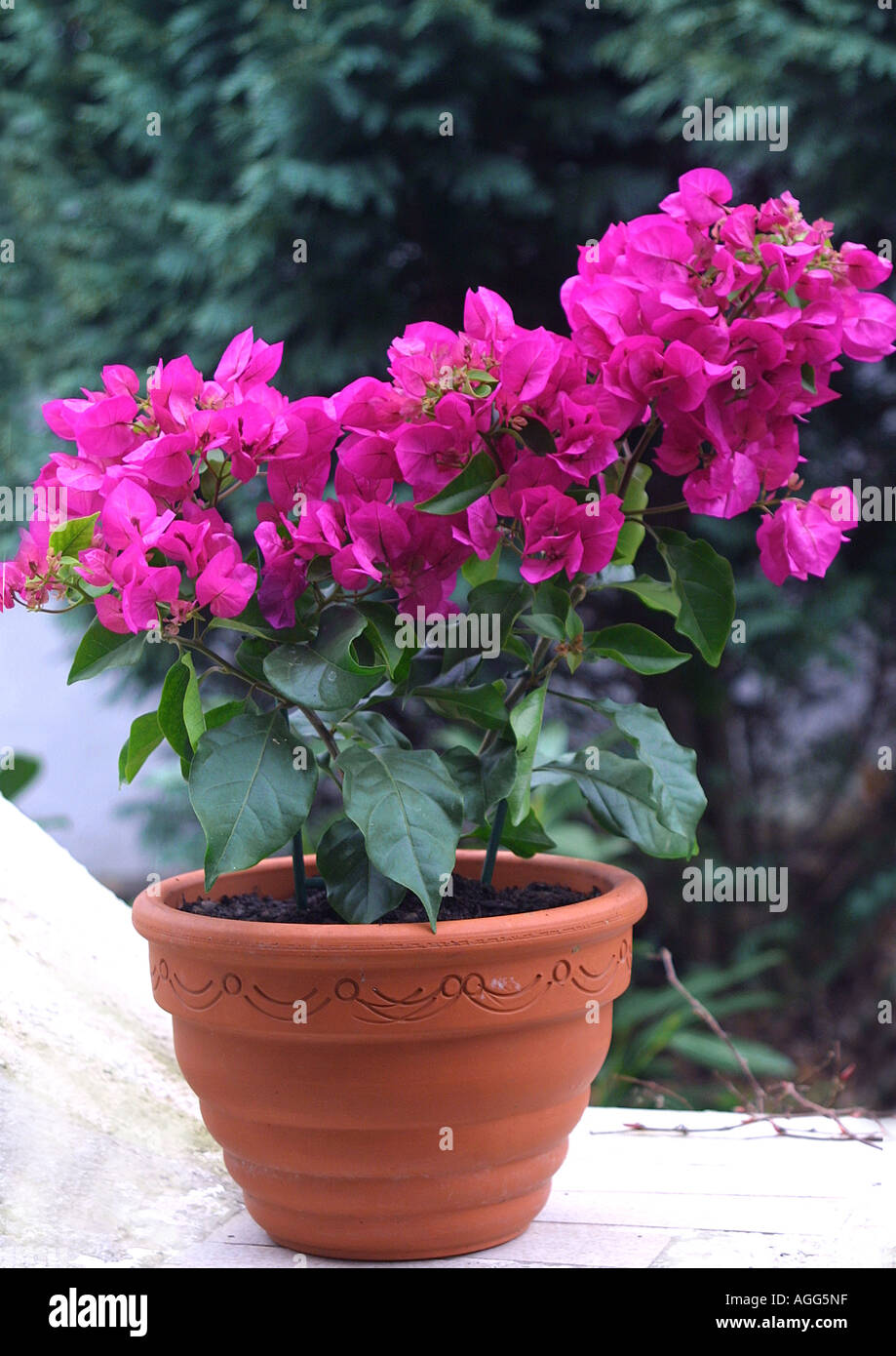 Papierfabrik, Four-o'clock (Bougainvillea Glabra 'Sanderiana'), Pflanze mit farbigen Hochblätter in einem Topf Stockfoto