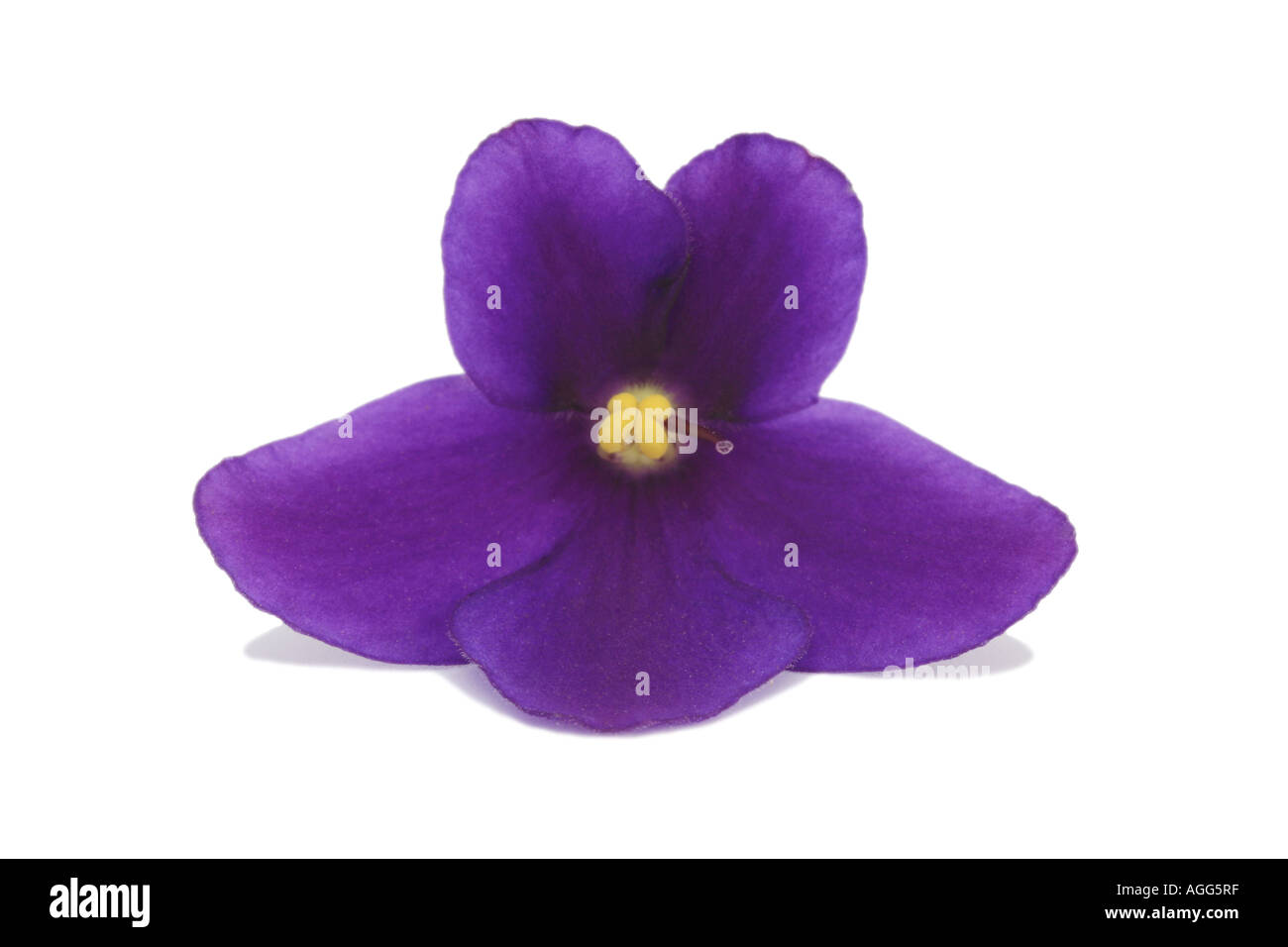African Violet (Saintpaulia Ionantha), einzelne Blüte Stockfoto