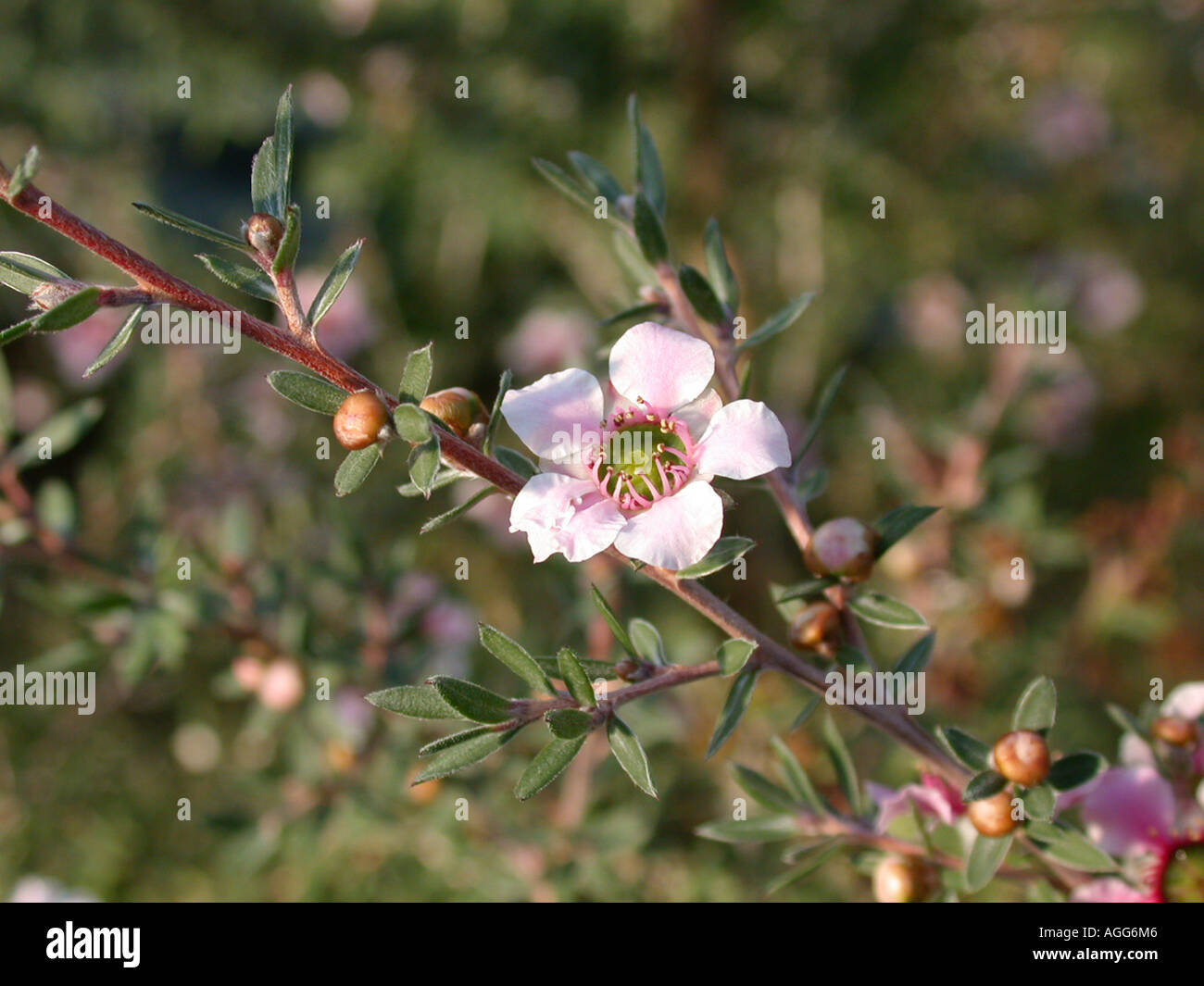 Blume Rose geblüht Teebaum (Leptospermum Scoparium), Stockfoto
