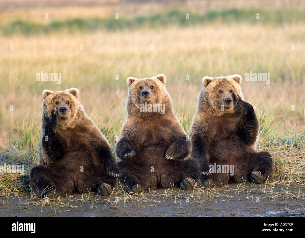 Drei Grizzlys sitzen in der Wiese kratzen Gesichter Katmai Nationalpark Alaska Composite Stockfoto