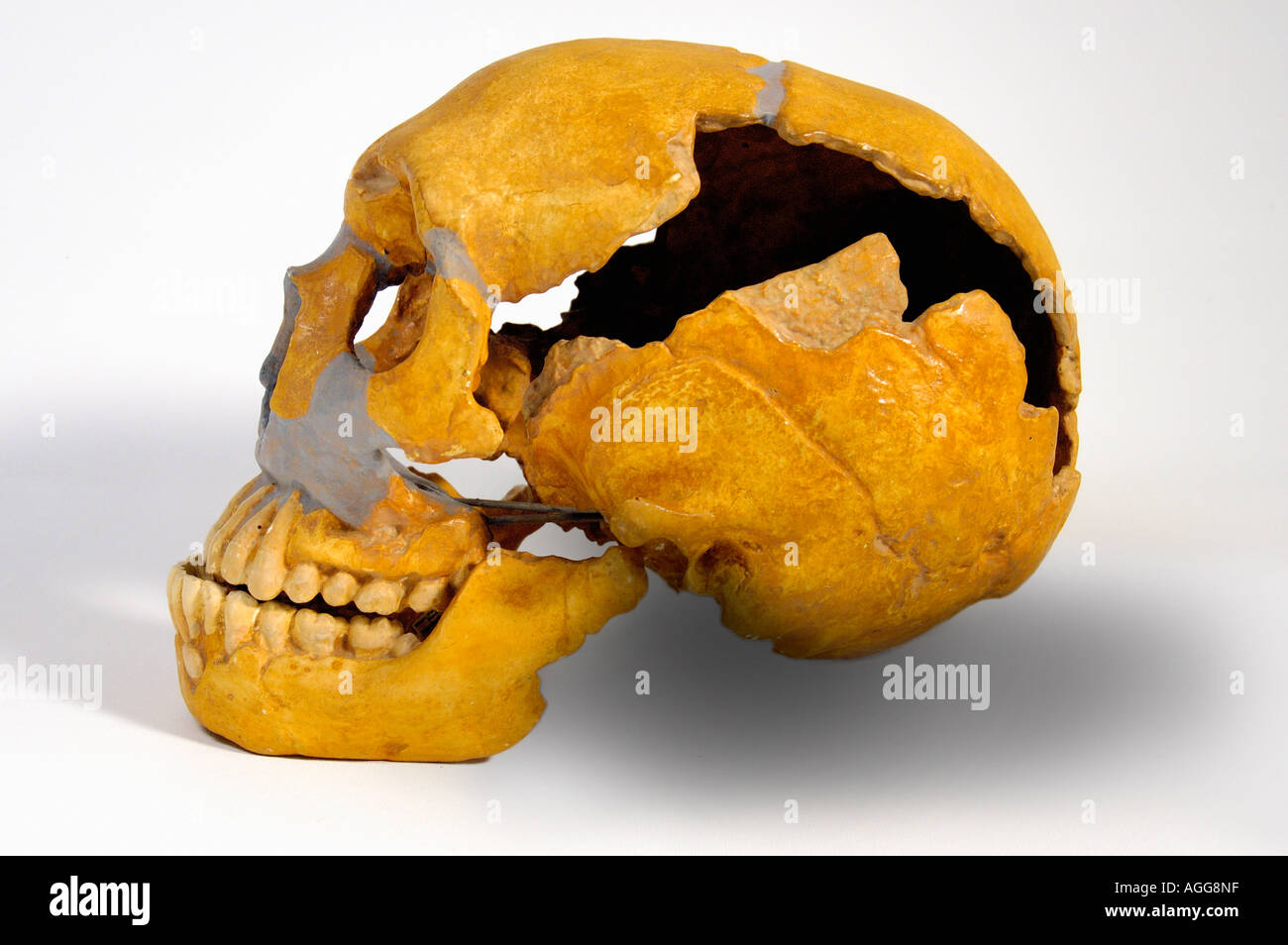 Schädel eines prähistorischen Primaten (Homo Neanderthaleusis), Neandertaler Stockfoto