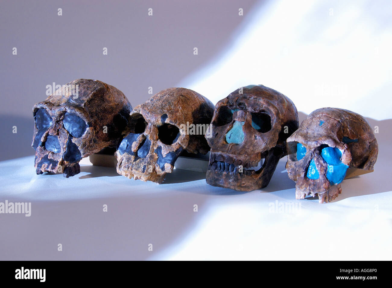 Doppelzweier von prähistorischen Primaten (von links: Homo Habilis, Homo Rudolfensis, Homo Erectus und Homo Ergaster) Stockfoto