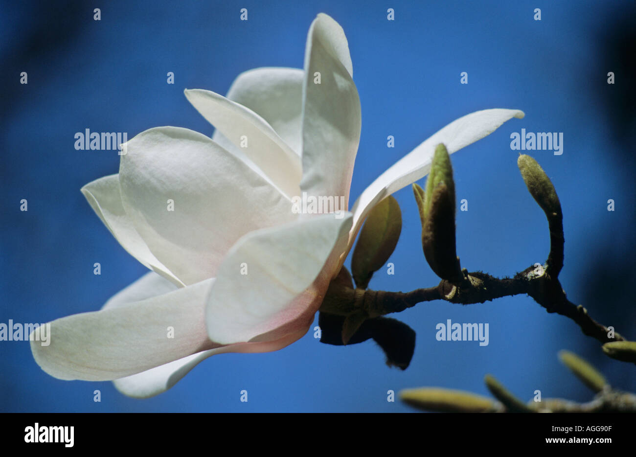 Magnolie Denudata Yulan Stockfoto