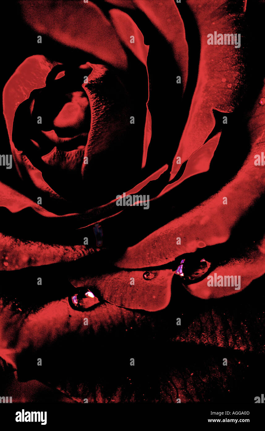 Roter samt-rose Stockfoto