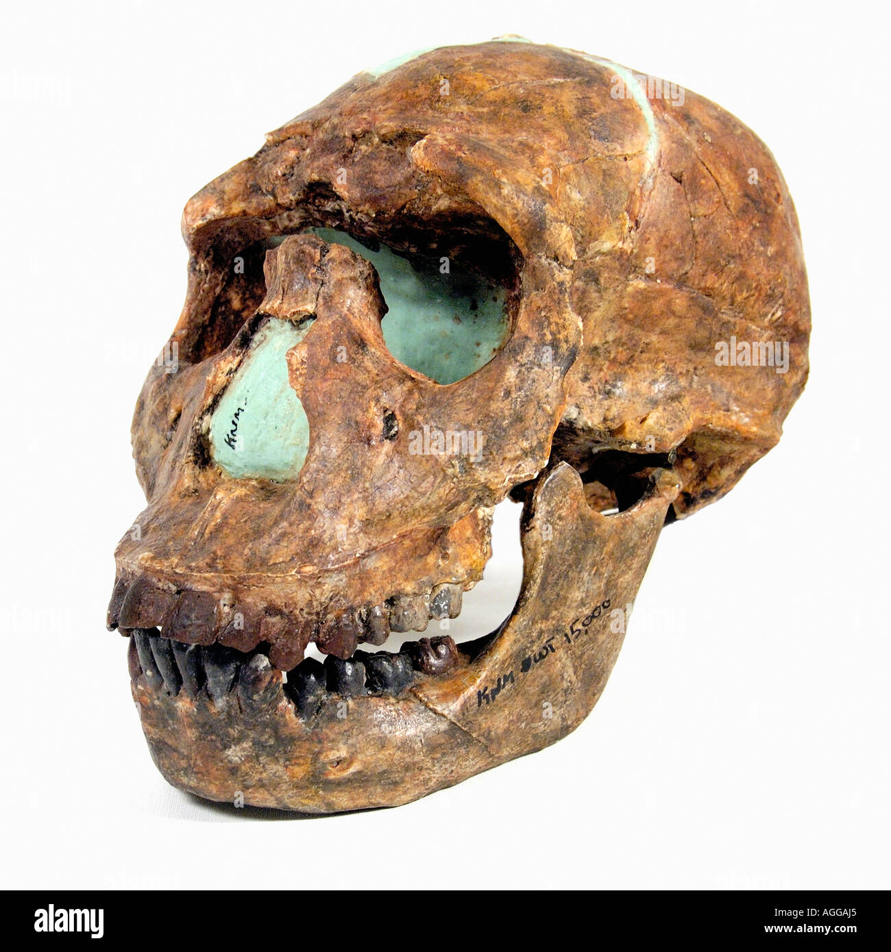 Schädel eines prähistorischen Primaten (Homo Ergaster) Stockfoto