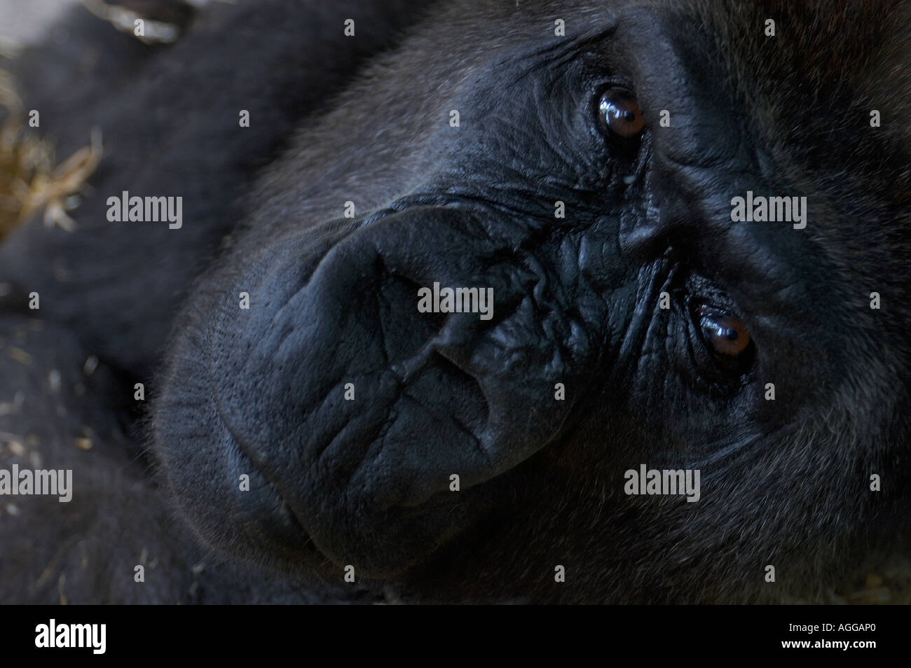 Gorilla Kopf, Ueno Zoo, Tokyo, Japan Stockfoto