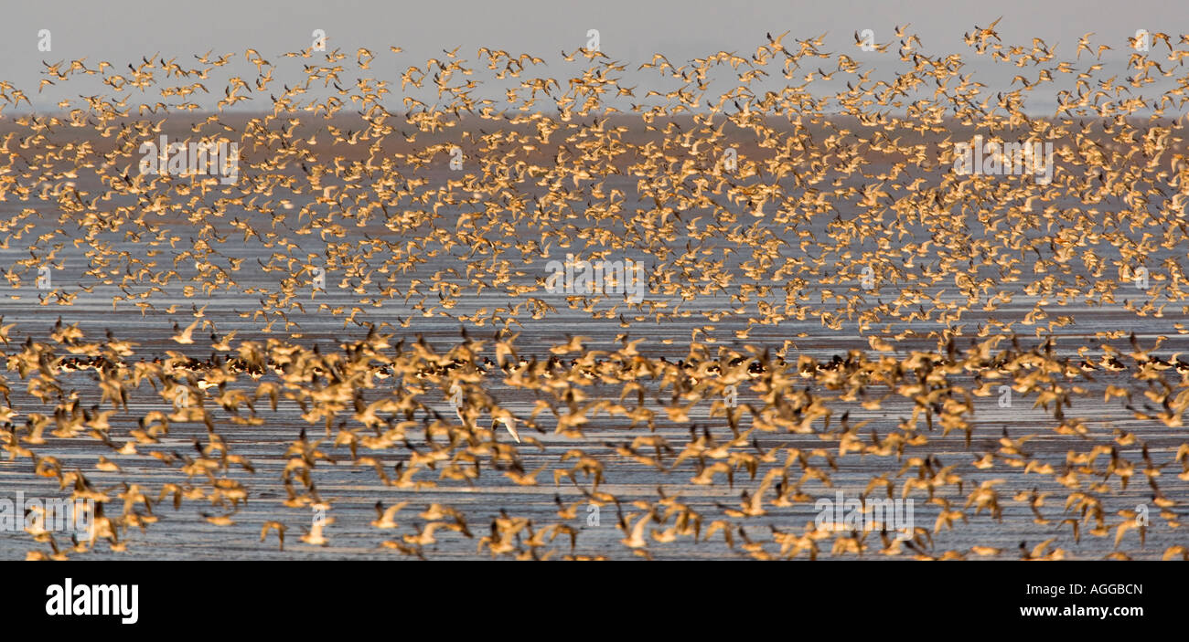 Knoten Sie Calidris Canutus Herde im Flug Snettisham Norfolk Stockfoto