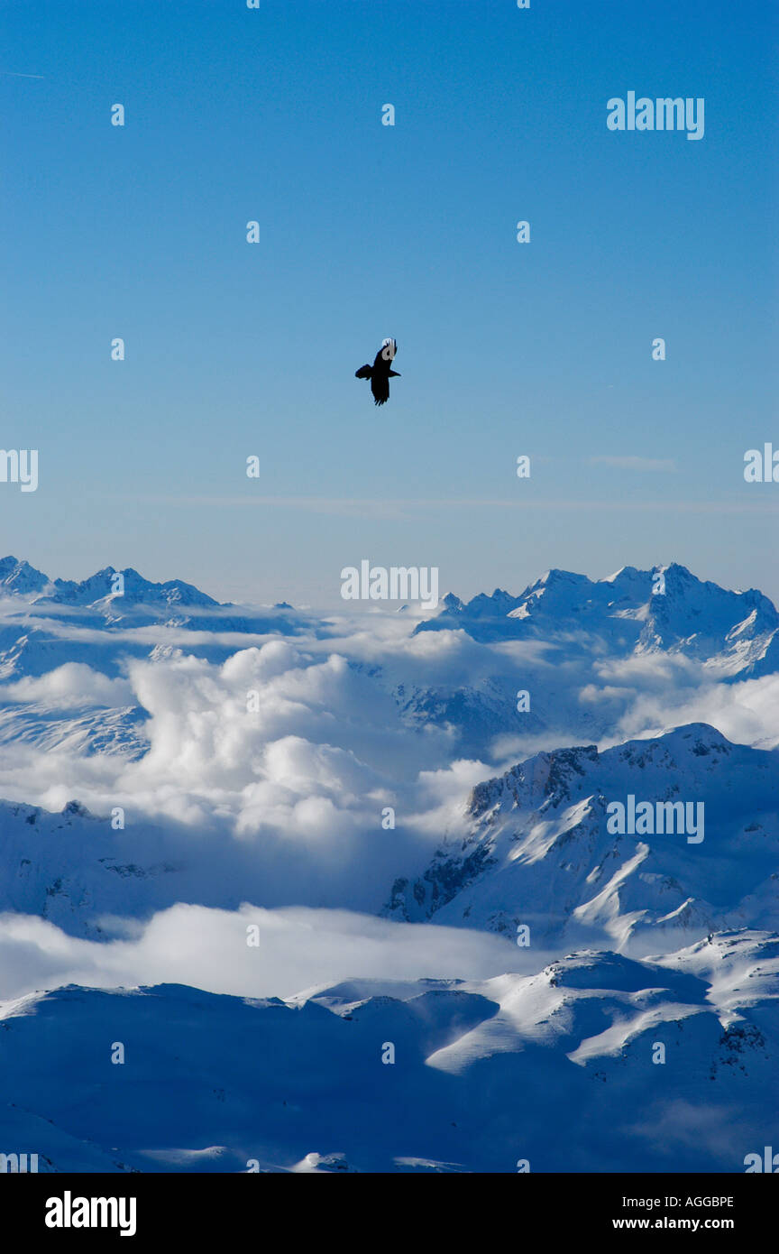 Hawk fliegt über Bergkette, Val Thorens, Französische Alpen, Frankreich Stockfoto