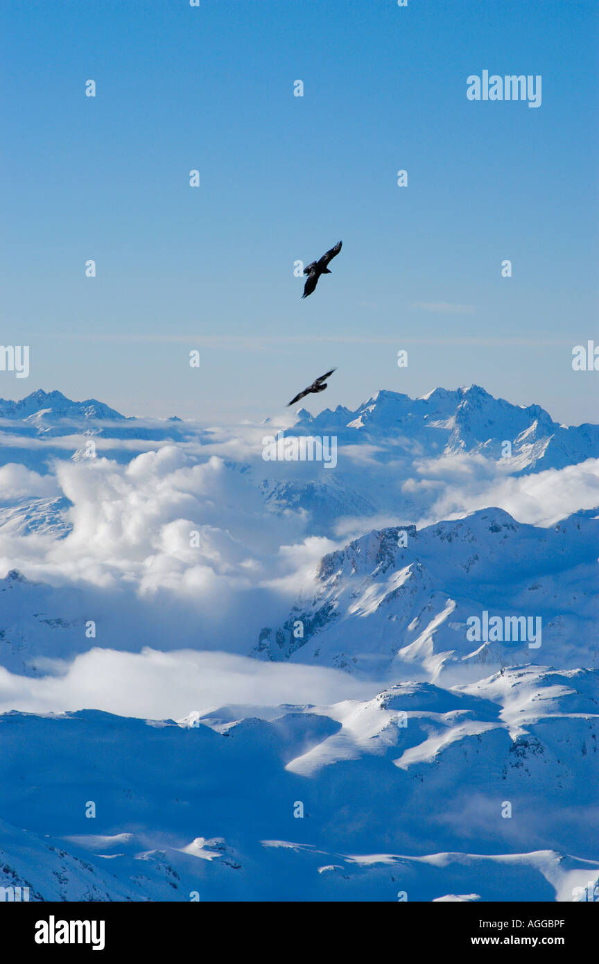 Hawk fliegt über Bergkette, Val Thorens, Französische Alpen, Frankreich Stockfoto