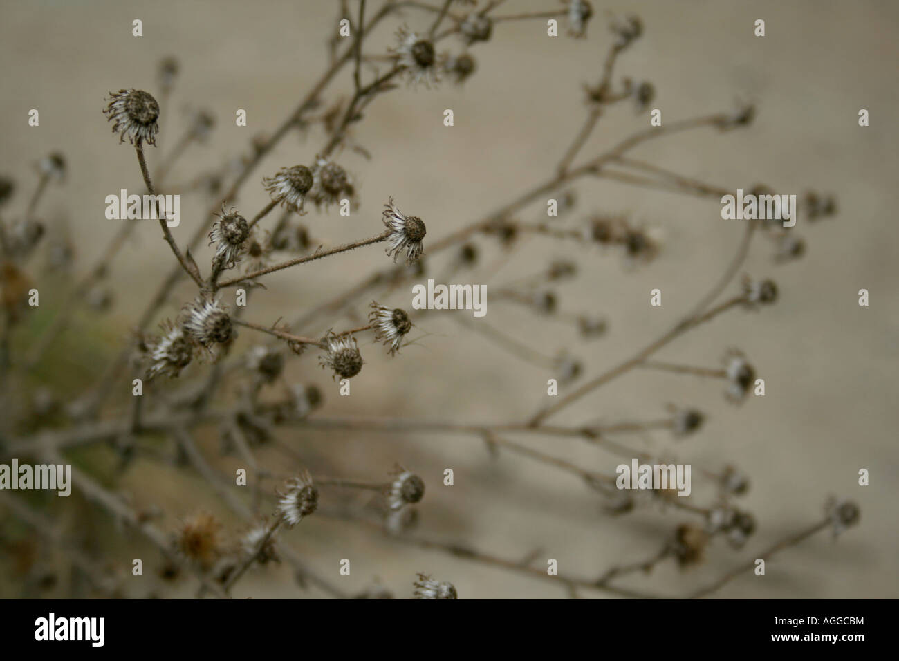 Cluster der verblichenen tot Trockenblumen mit Hintergrund verblasst Stockfoto
