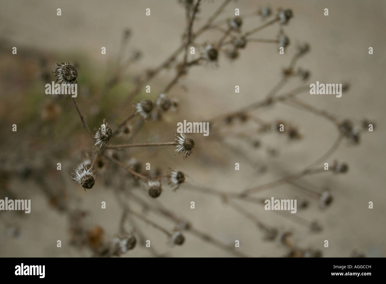 Vier Trockenblumen Tote mit anderen Blumen und Hintergrund unscharf Stockfoto