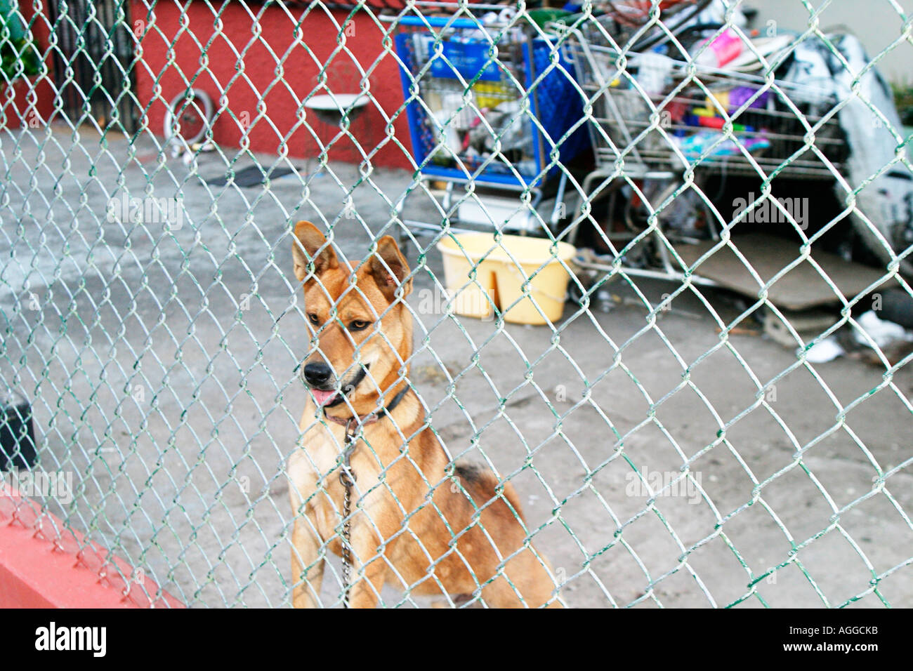 Ein Hund in der Villa Kennedy Barrio in San Juan Puerto Rico Stockfoto