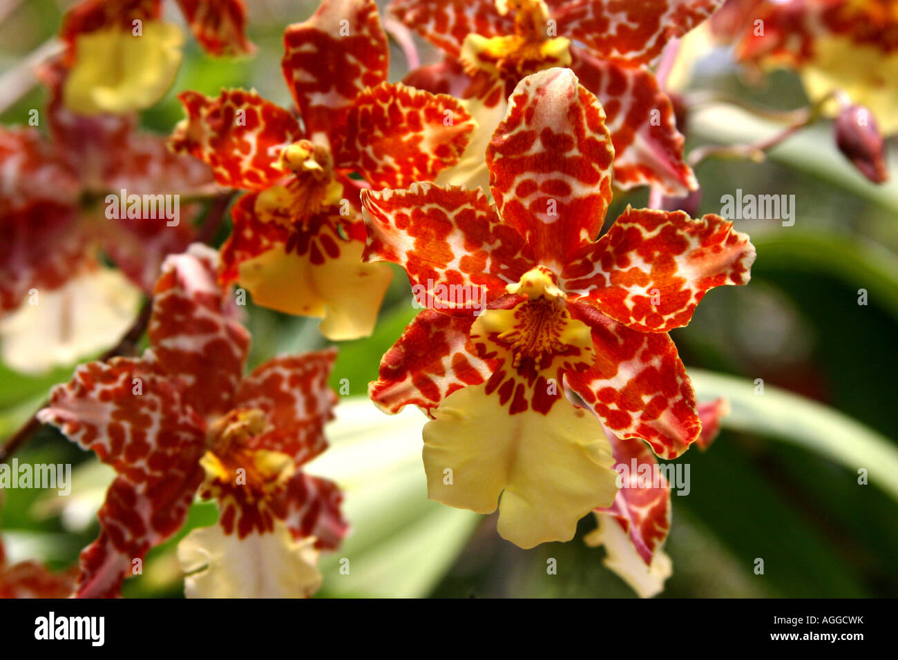 Einige entdeckt gelbe und orange Orchideen, in einer Gruppe Stockfoto