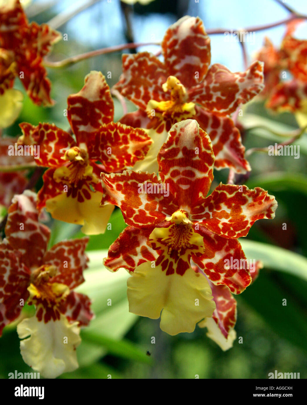 Einige entdeckt gelbe und orange Orchideen, in einer Gruppe Stockfoto