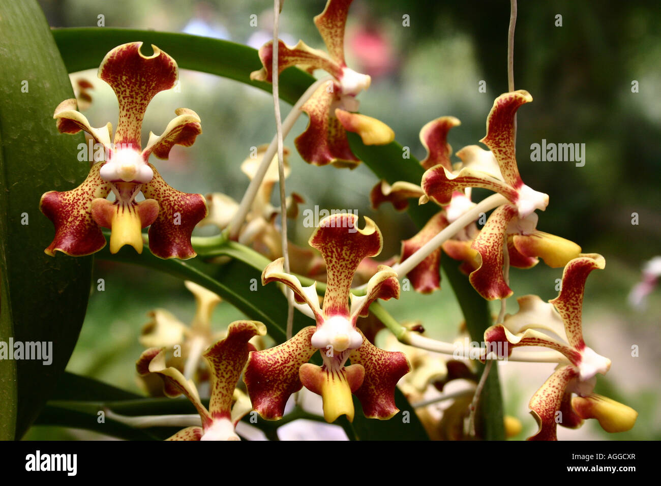 Einige entdeckt gelbe und orange Orchideen, in einer Gruppe Stockfoto