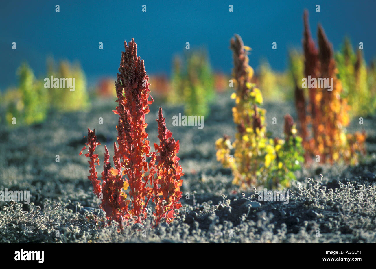 Bolivien, Uyuni, Quinoa Getreide auf Feld Stockfoto
