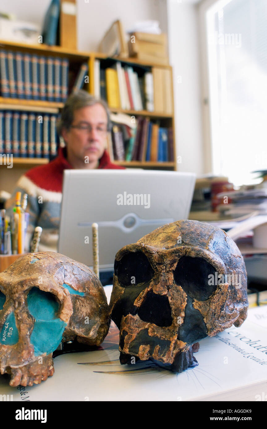 Professor für Anthropologie mit Skiff von prähistorischen Primaten (Homo Habilis und Homo Erectus), Museum of Natural History Stockfoto