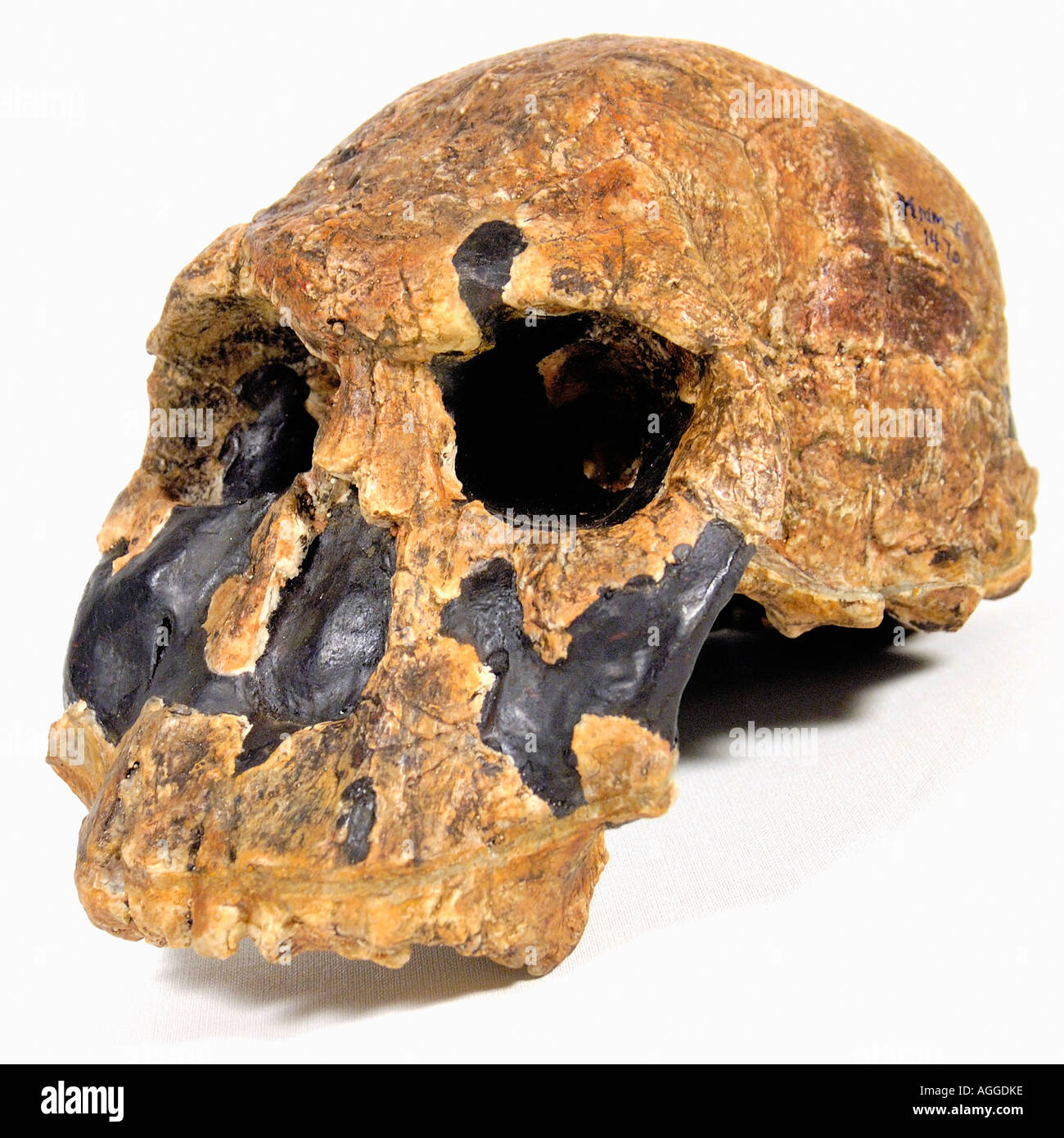 Schädel eines prähistorischen Primaten (Homo Rudolfensis) Stockfoto
