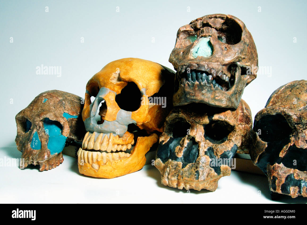 Doppelzweier von prähistorischen Primaten (Homo Erectus, Homo Ergaster, Homo Rudolfensis, Homo Habilis, Homo Neanderthaleusis) Stockfoto