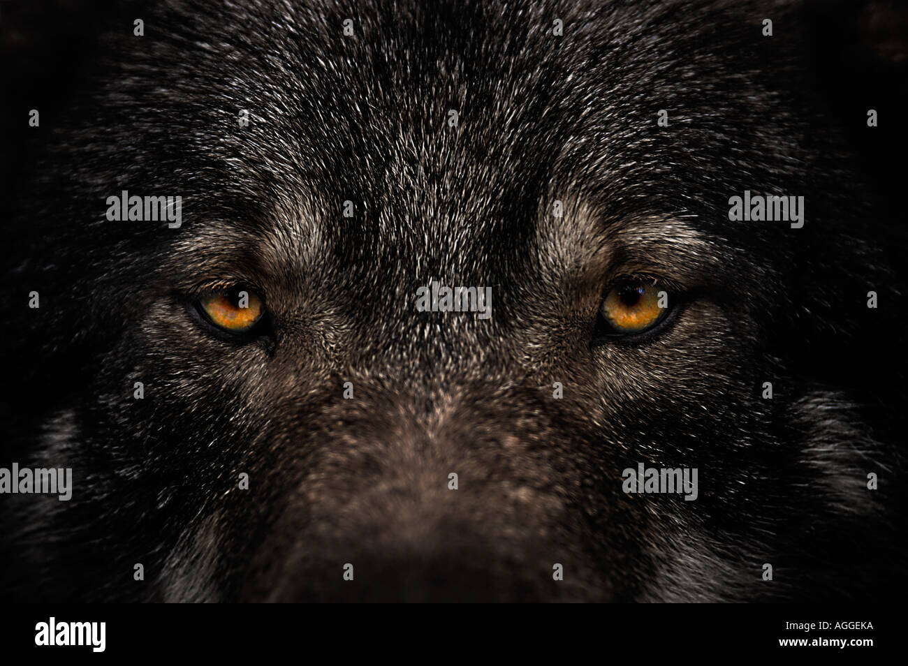 Wolf (Alfa männlich) auf Watch, Tierpark Kolmården, Schweden Stockfoto