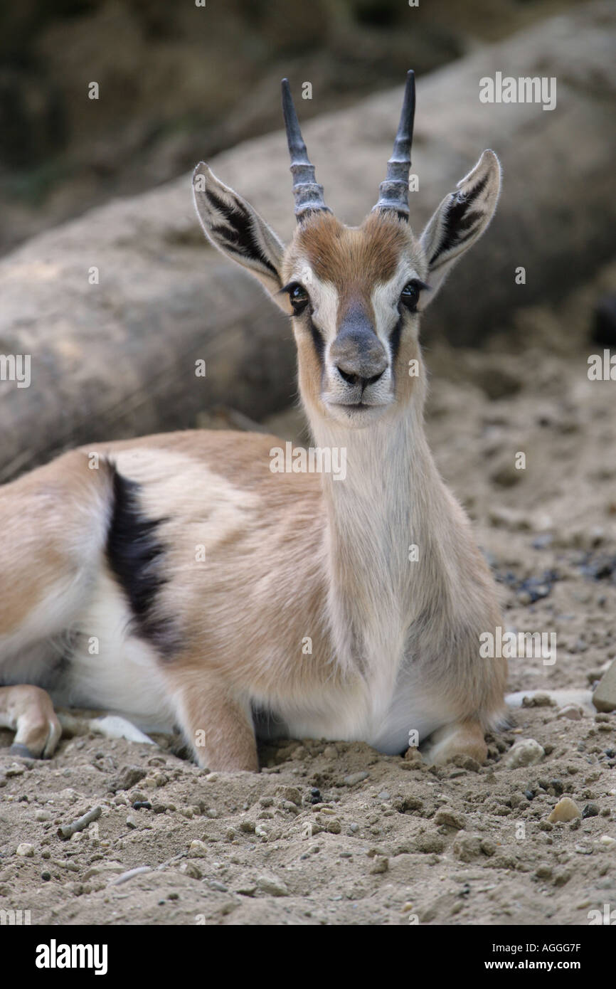 Thomson s Gazelle - Gazella thomsoni Stockfoto